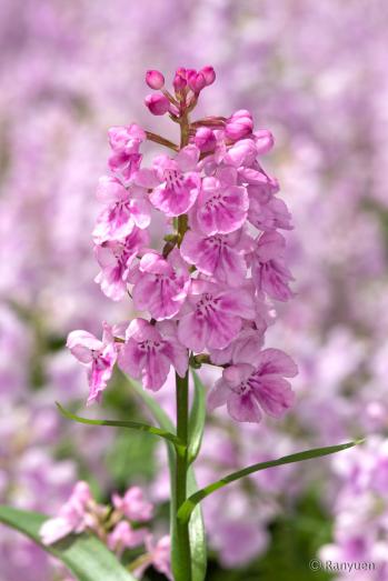 アワチドリ・夢ちどり 蘭裕園 Ranyuen