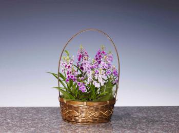 蘭裕園スタイル 蘭裕園 Ranyuen