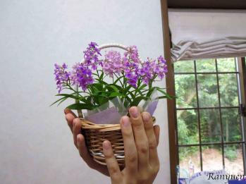 蘭裕園スタイル 蘭裕園 Ranyuen