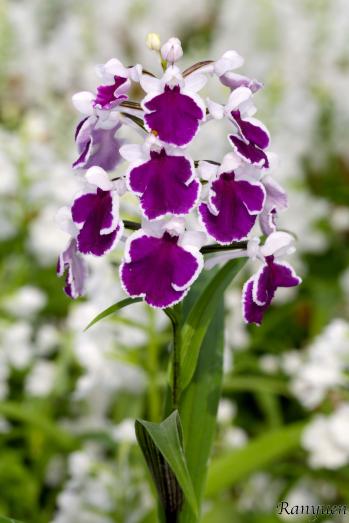 アワチドリ・夢ちどり 蘭裕園 Ranyuen