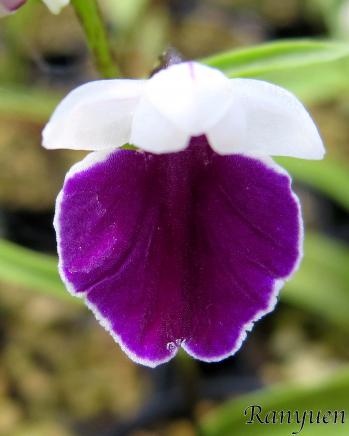 アワチドリ・夢ちどり 蘭裕園 Ranyuen