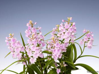 アワチドリ・夢ちどり 蘭裕園 Ranyuen