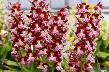 エビネ 蘭裕園 Ranyuen