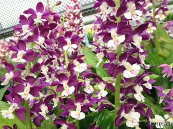 エビネ 蘭裕園 Ranyuen