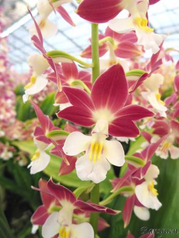 エビネ 蘭裕園 Ranyuen