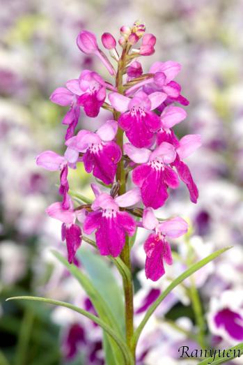 アワチドリ・夢ちどり 蘭裕園 Ranyuen