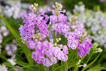 アワチドリ・夢ちどり 蘭裕園 Ranyuen