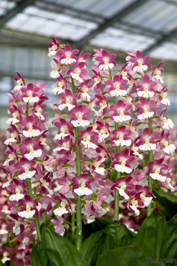 エビネ 蘭裕園 Ranyuen