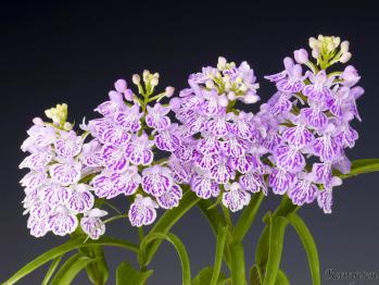 アワチドリ・夢ちどり 蘭裕園 Ranyuen