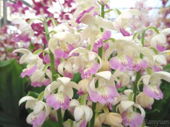 エビネ 蘭裕園 Ranyuen