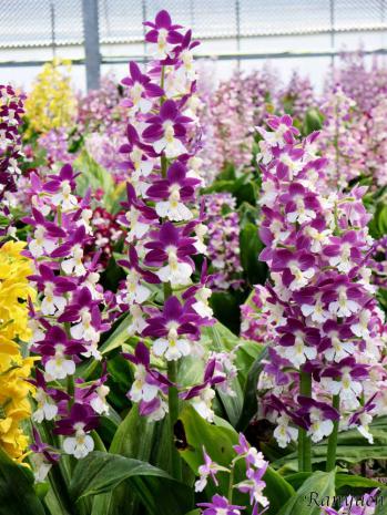 エビネ 蘭裕園 Ranyuen