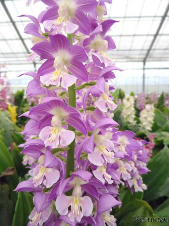 エビネ 蘭裕園 Ranyuen