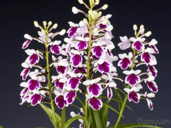 アワチドリ・夢ちどり 蘭裕園 Ranyuen