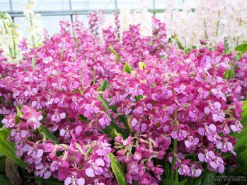 エビネ 蘭裕園 Ranyuen