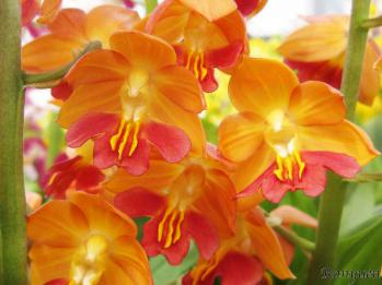 エビネ 蘭裕園 Ranyuen