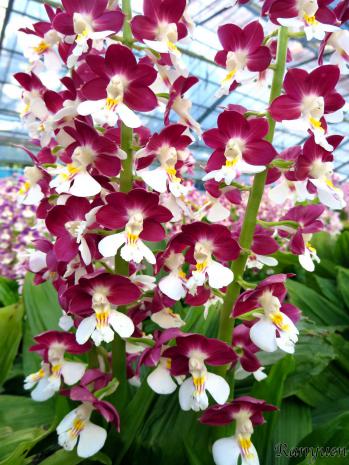 エビネ 蘭裕園 Ranyuen