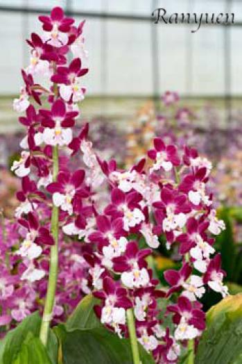 エビネ 蘭裕園 Ranyuen