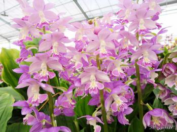 エビネ 蘭裕園 Ranyuen