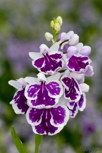 アワチドリ・夢ちどり 蘭裕園 Ranyuen