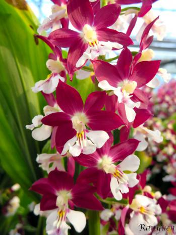 エビネ 蘭裕園 Ranyuen