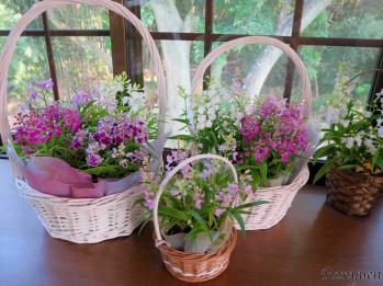 蘭裕園スタイル 蘭裕園 Ranyuen