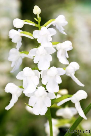 アワチドリ・夢ちどり 蘭裕園 Ranyuen