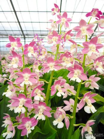 エビネ 蘭裕園 Ranyuen