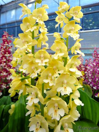 エビネ 蘭裕園 Ranyuen