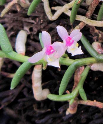 ムカデラン 蘭裕園 Ranyuen