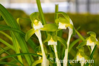 春蘭 蘭裕園 Ranyuen