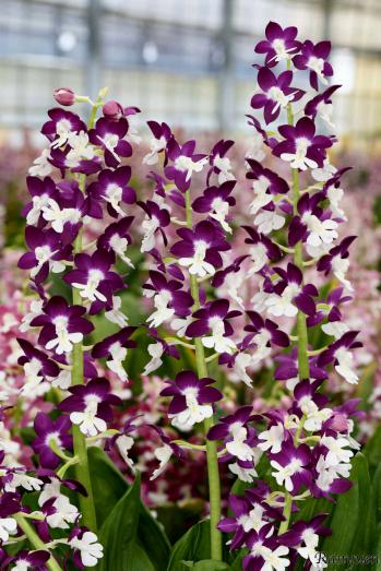 エビネ 蘭裕園 Ranyuen