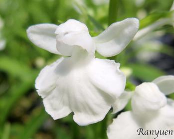 アワチドリ・夢ちどり 蘭裕園 Ranyuen