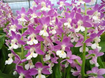 エビネ 蘭裕園 Ranyuen