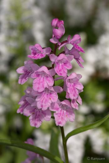 アワチドリ・夢ちどり 蘭裕園 Ranyuen