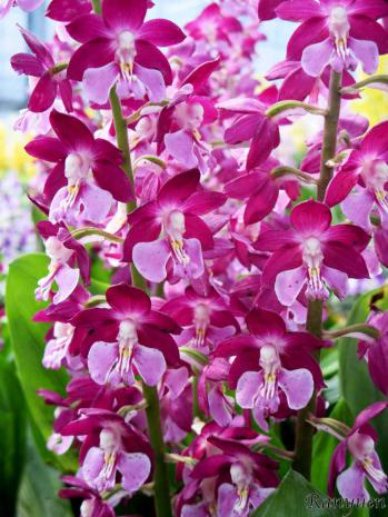 エビネ 蘭裕園 Ranyuen