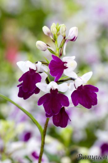 アワチドリ・夢ちどり 蘭裕園 Ranyuen