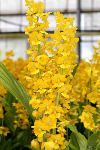 エビネ 蘭裕園 Ranyuen