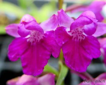 アワチドリ・夢ちどり 蘭裕園 Ranyuen