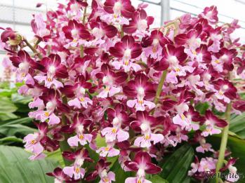 エビネ 蘭裕園 Ranyuen