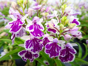 アワチドリ・夢ちどり 蘭裕園 Ranyuen