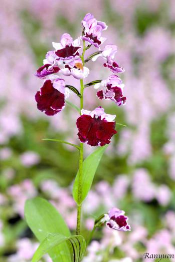 アワチドリ・夢ちどり 蘭裕園 Ranyuen