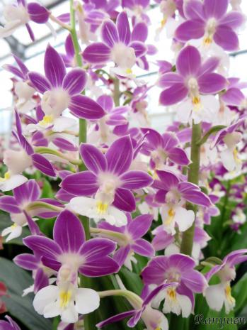 エビネ 蘭裕園 Ranyuen