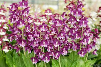 エビネ 蘭裕園 Ranyuen