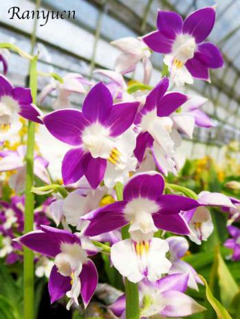 エビネ 蘭裕園 Ranyuen