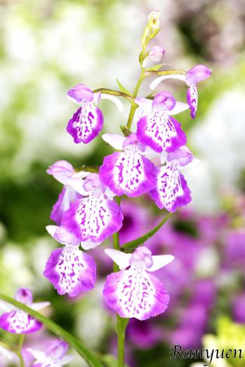 アワチドリ・夢ちどり 蘭裕園 Ranyuen