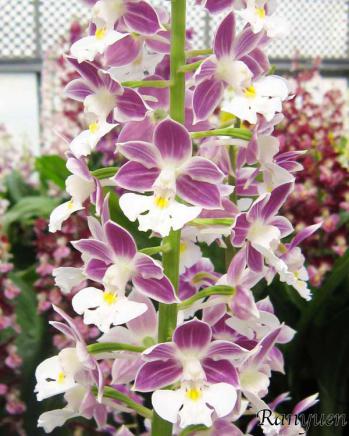 エビネ 蘭裕園 Ranyuen