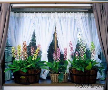 蘭裕園スタイル 蘭裕園 Ranyuen