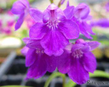 アワチドリ・夢ちどり 蘭裕園 Ranyuen