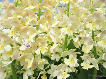 エビネ 蘭裕園 Ranyuen