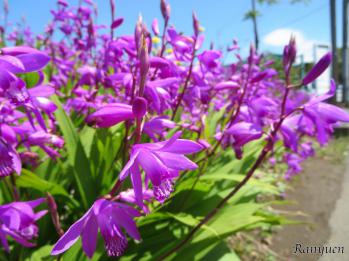 シラン 蘭裕園 Ranyuen